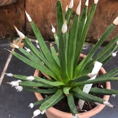 Agave Albopilosa