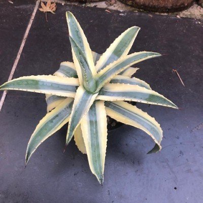 Agave americana cv cornelius