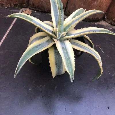 Agave americana cv cornelius