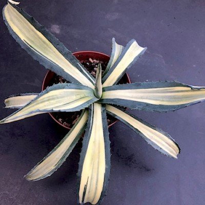 copy of Agave Americana...