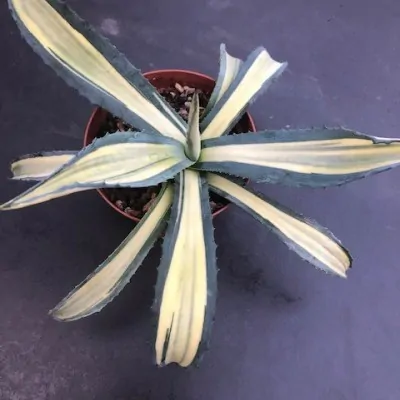 copy of Agave Americana...