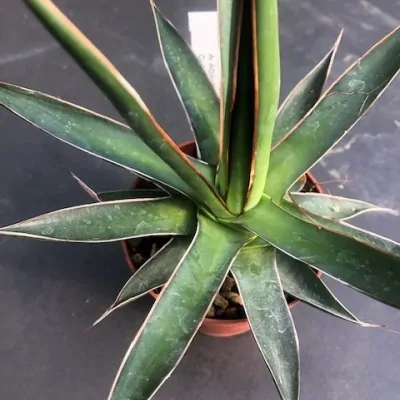 Agave Ochaui Ochaui