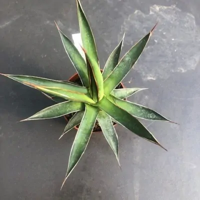 Agave Ochaui Ochaui