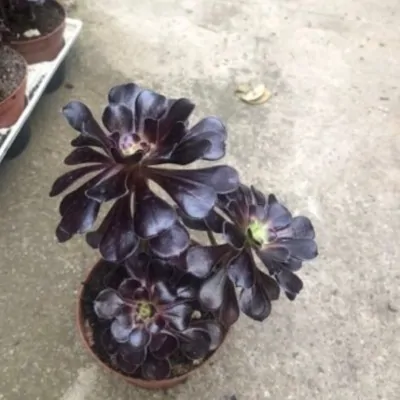 Aeonium arboreum 'Zwartkop'