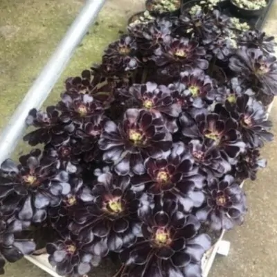 Aeonium arboreum 'Zwartkop'