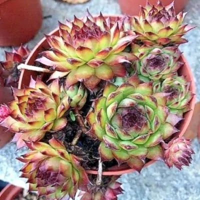 Sempervivum Greyfriars