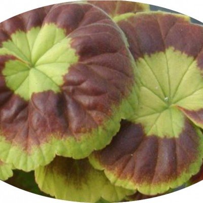 Pelargonium Marcheal Mac...