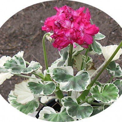 Pelargonium Catalina vaso 10