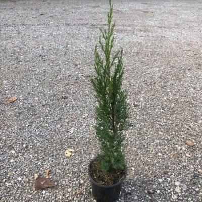 Cupressus sempervirens...