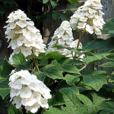 Hydrangea Snowflake