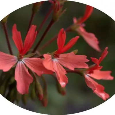 Pelargonium Kusamono 29