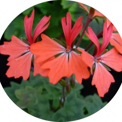 Pelargonium Kusamono 29