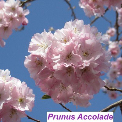 Prunus accolade