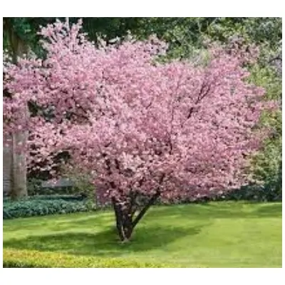 Prunus accolade