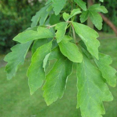 Acer griseum