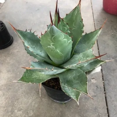 Agave Parrasana cm. 20/22...