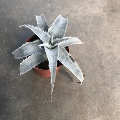 Dyckia Marnier-Lapostollei...