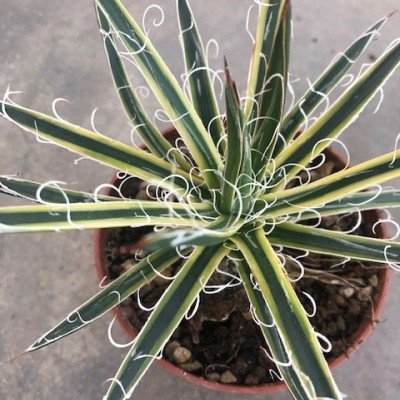 Agave Leopoldii V. variegata