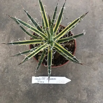 Agave Leopoldii V. variegata