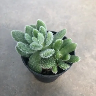 Echeveria setosa var....