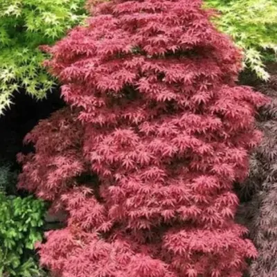 Palmatum Skeeter's Broom...