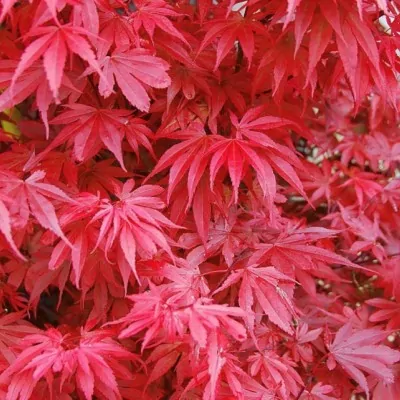 Palmatum Skeeter's Broom...