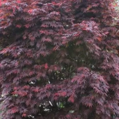 Palmatum Skeeter's Broom...