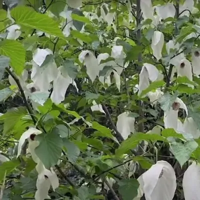 Davidia involucrata Sonoma (Fiorisce subito)