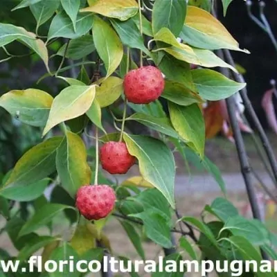 copy of Cornus Kousa Chinensis