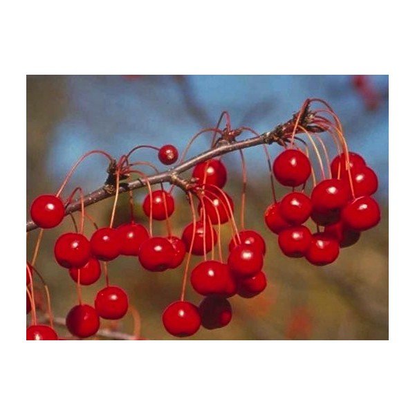 Malus Red Jewel