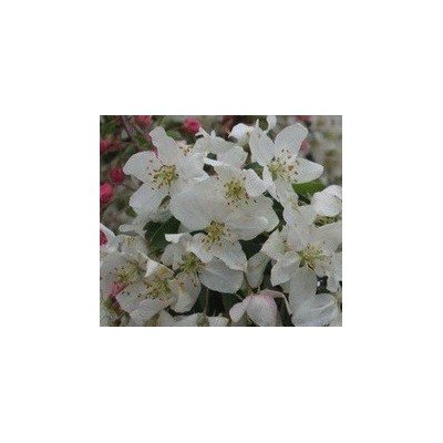 Malus Red Jewel