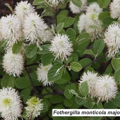 Fothergilla monticola major