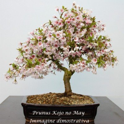 copy of Prunus incisa...