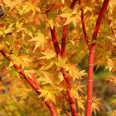  	 Acer Palmatum Sango kaku