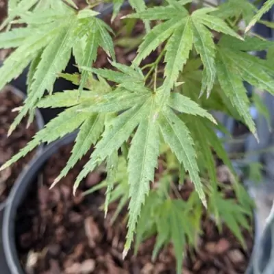 Acer palmatum Wilson's pink...