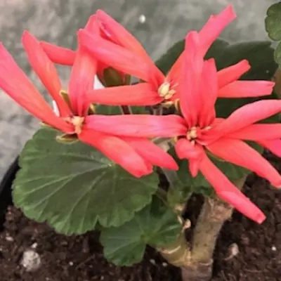 Pelargonium Hulda Conn