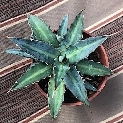 Agave univittata Compacta