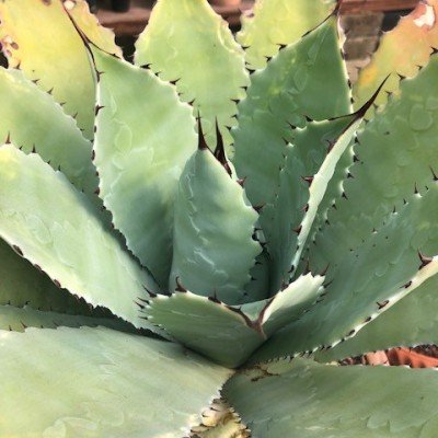 copy of Agave Chiapensis...