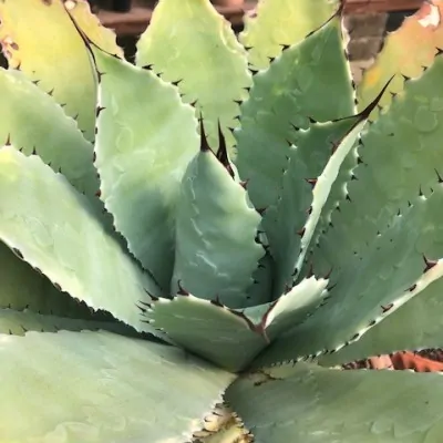 Agave Maximiliana cm. 10/12