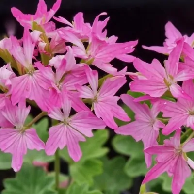 Pelargonium Isabel vaso 10