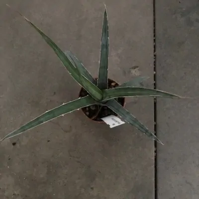 Agave Xylonacantha