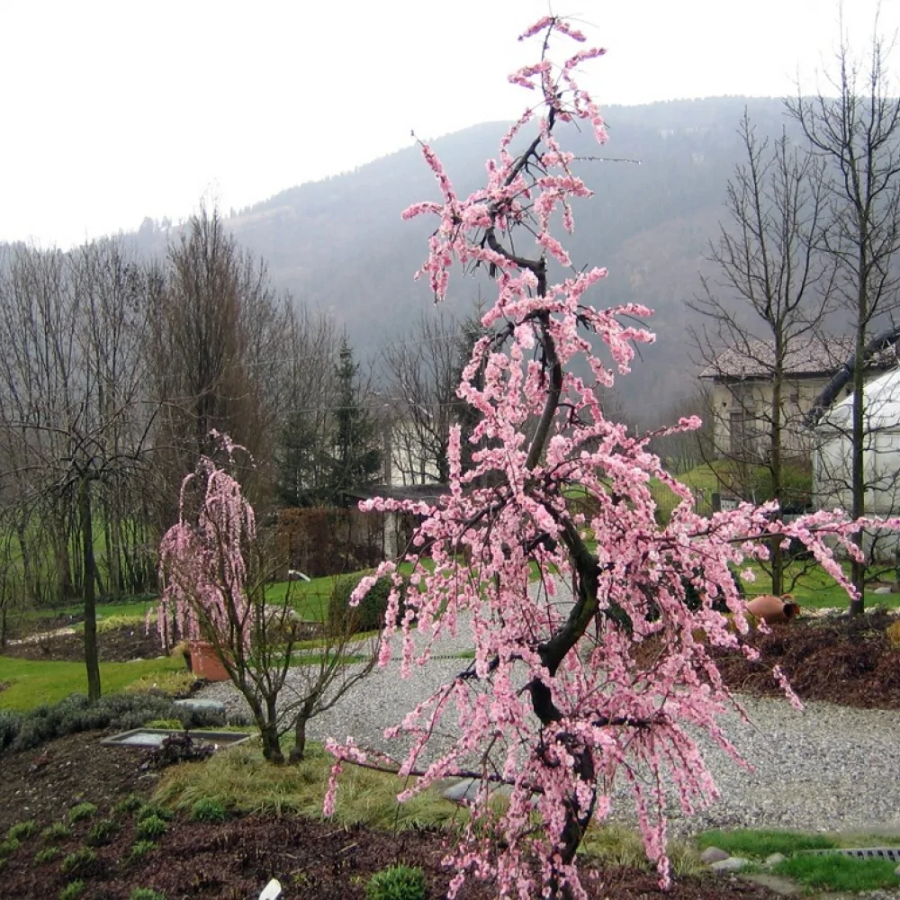 Prunus mume pendula