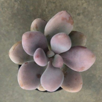 Pachyphytum Oviferum...