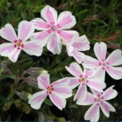 Phlox subulata candy...