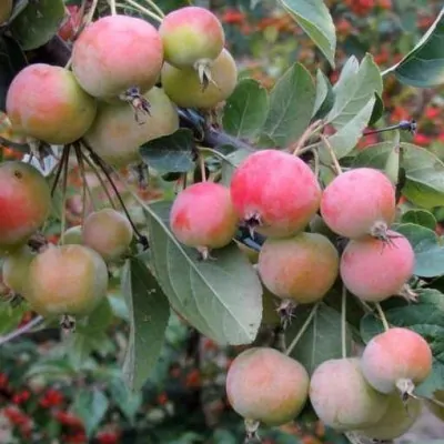 Malus Crittenden