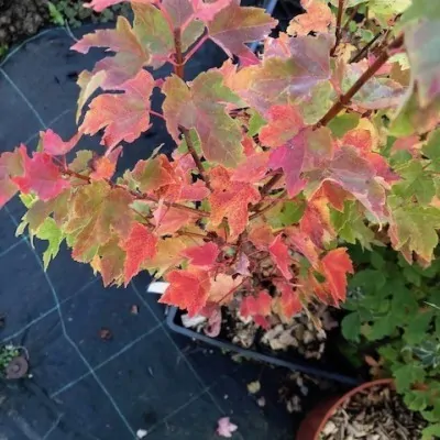 Acer Rubrum compacta Joseph...