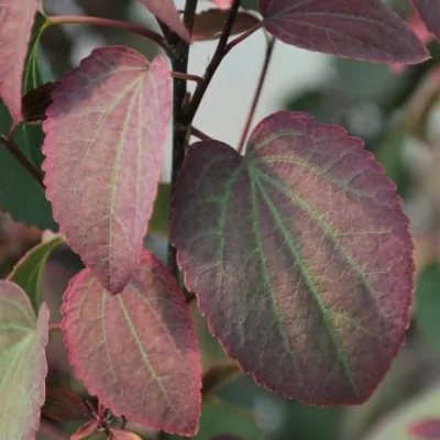 Cercidiphyllum japonicum...