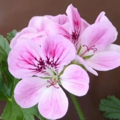 Pelargonium Paton's Unique...