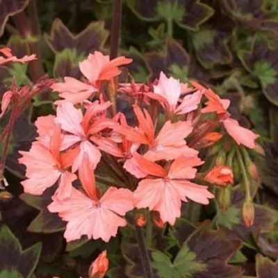 Pelargonium Apricot vaso 10