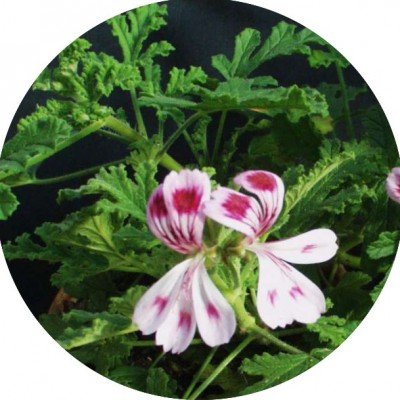 Pelargonium Fair Ellen